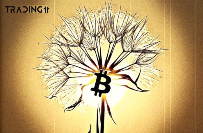 btc-pampeliska