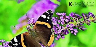 BAT, Butterfly, harmonické patterny, obchodování