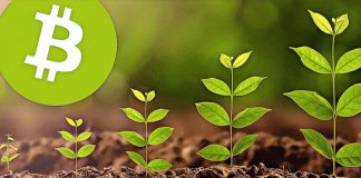 Bitcoin growth up to green plant