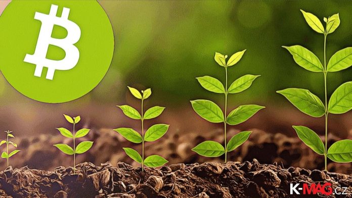 growth-plants- Bitcoin growth up to green plant
