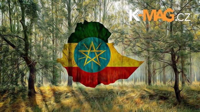 stromy, etiopie, trees, ethiopia