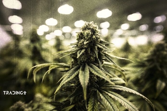 canabis marihuana marihuana