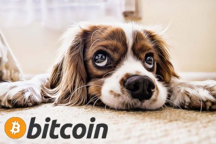 smutny pes bitcoin
