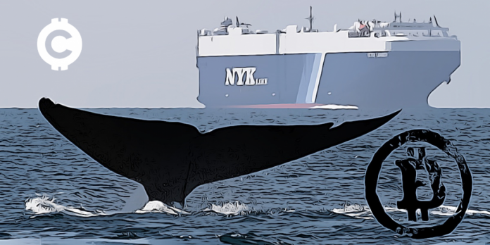 Počet BTC velryb je na 2letém maximu! Vědí velryby něco, co my ne?