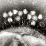 koronavirus 3. světová válka