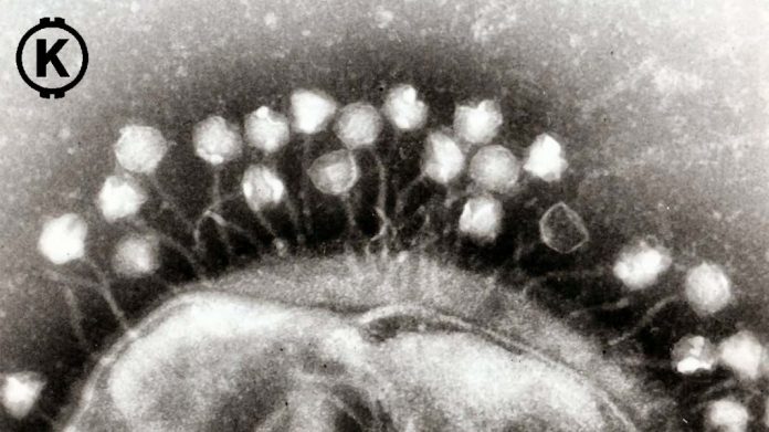 koronavirus 3. světová válka